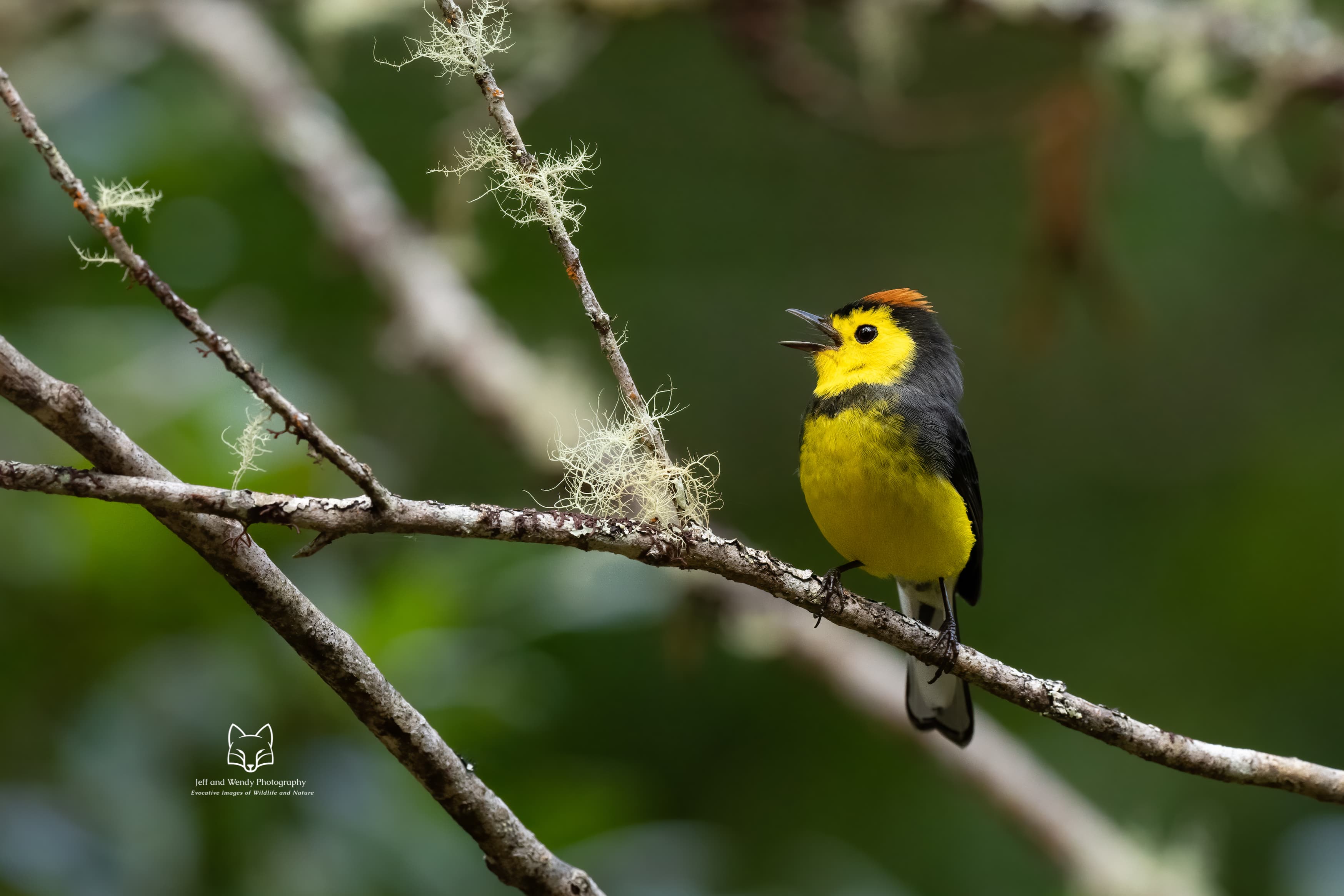 Collared Redstart