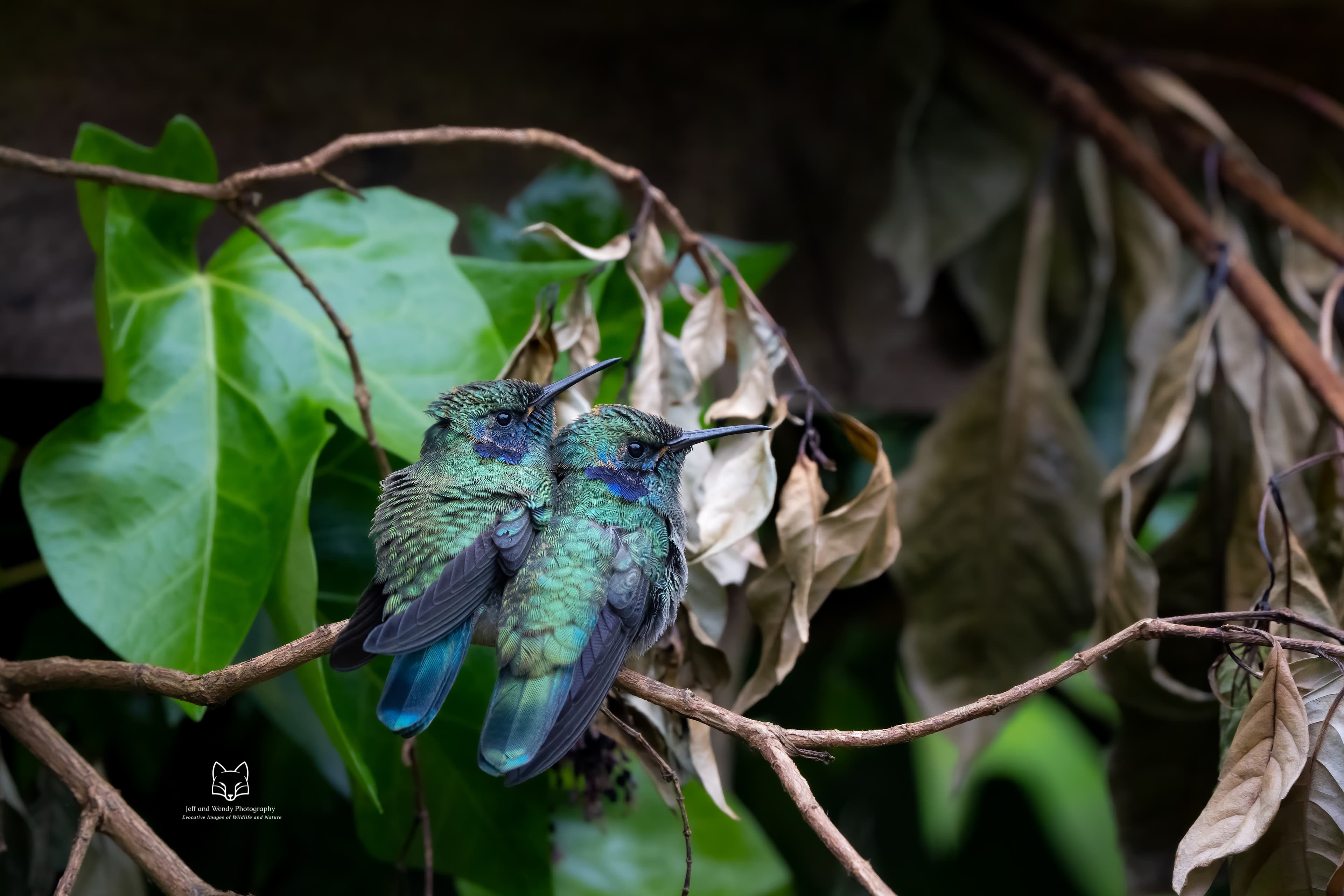 Lesser Violetear