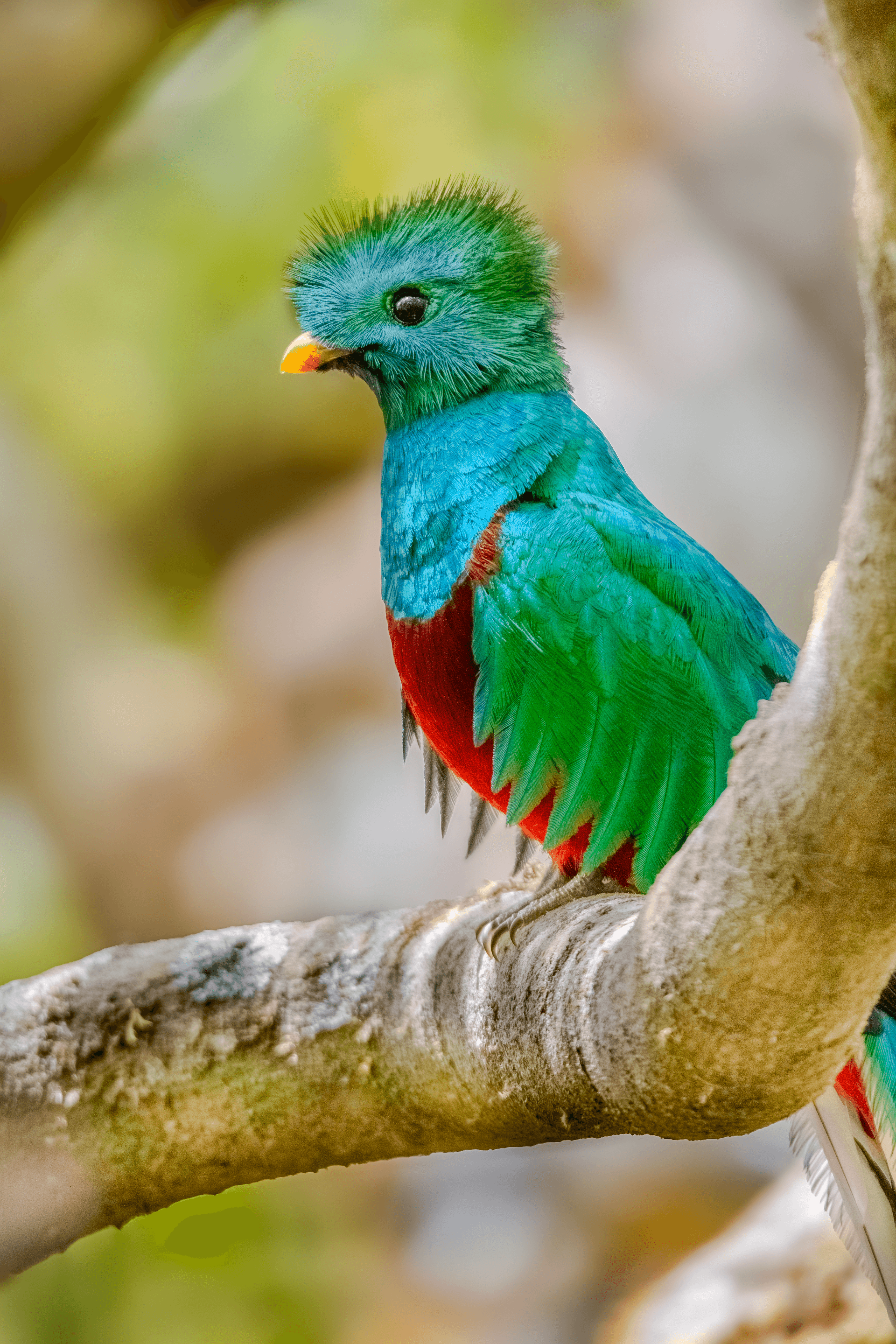Resplendent Quetzal portrait